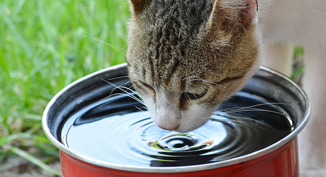 Cat drinking water